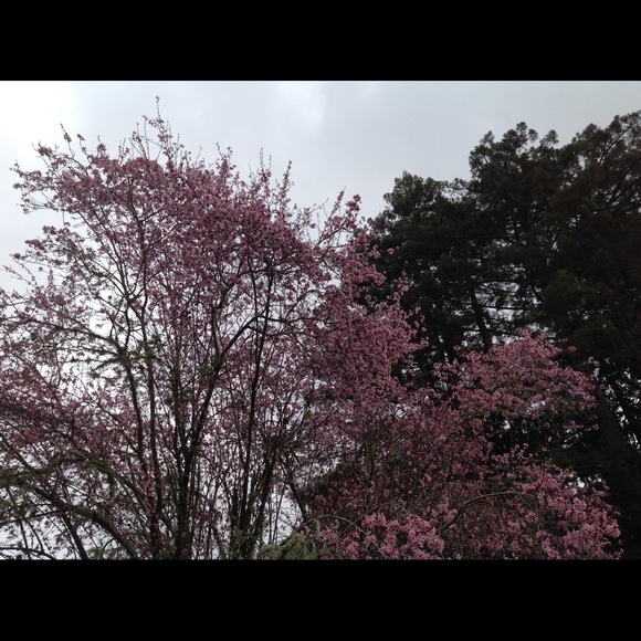 Meet your Posher, Jennifer - Picture 5 of 8